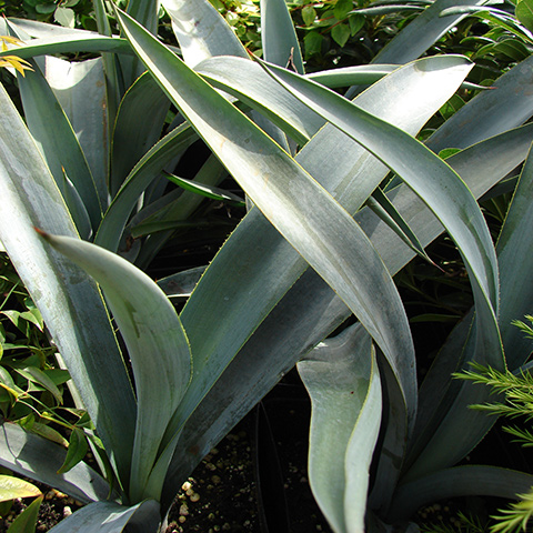 Clasificación y propiedades del Maguey (Agave tequilana) Clasificación y propiedades del Maguey (Agave tequilana)