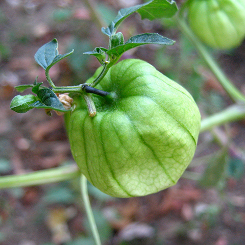 Clasificación y propiedades del Tomatillo (Physalis ixocarpa)