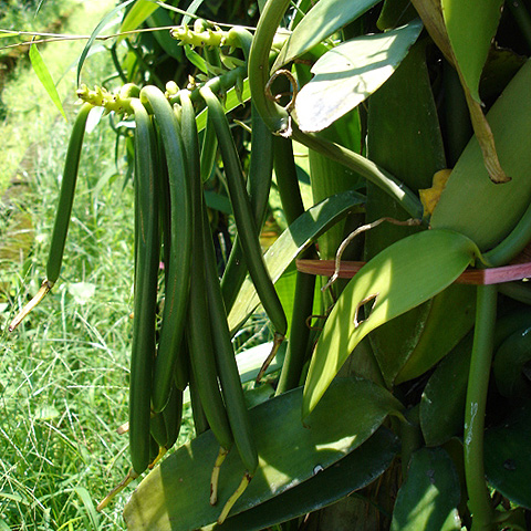 Vainilla (Vanilla planifolia)