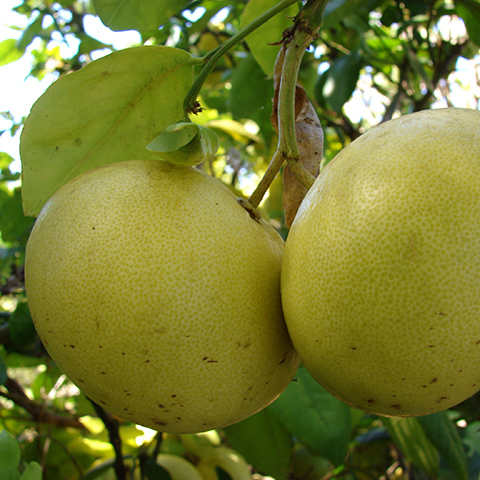 Clasificación y propiedades del Pomelo (Citrus × paradisi)