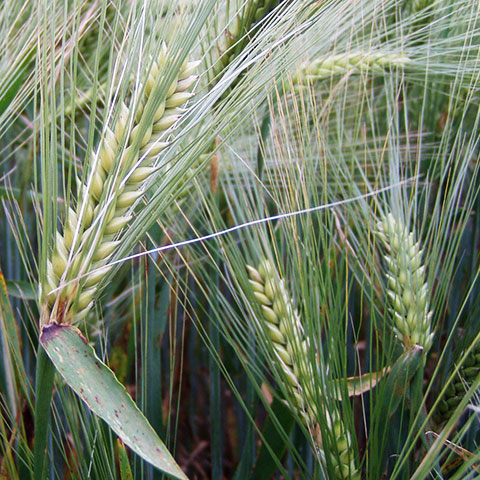 Clasificación y propiedades de la Cebada (Hordeum vulgare)