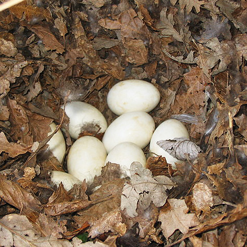 Clasificación y propiedades de los De Pato (Anas platyrhynchos) Clasificación y propiedades de los De Pato (Anas platyrhynchos)
