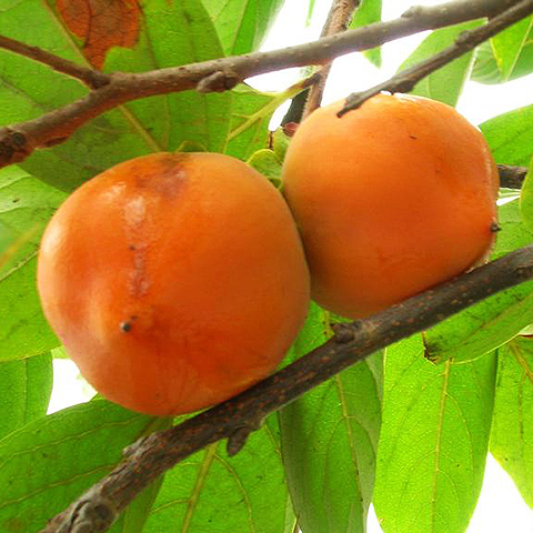 Clasificación y propiedades del Caqui (Diospyros kaki)