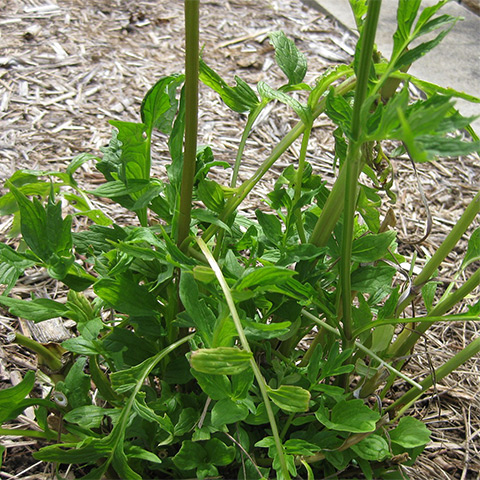 Clasificación y propiedades del Anís (Pimpinella anisum)