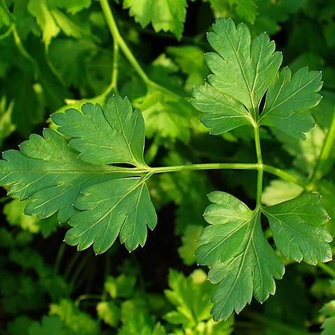 Clasificación y propiedades del Perejil (Petroselinum crispum) Clasificación y propiedades del Perejil (Petroselinum crispum)