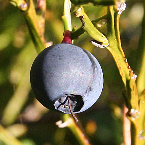 Clasificación y propiedades del Arándano (Vaccinium myrtillus)