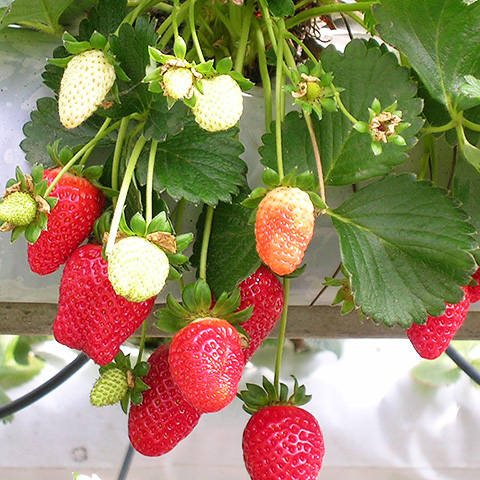 Clasificación y propiedades de la Fresa (Fragaria × ananassa) Clasificación y propiedades de la Fresa (Fragaria × ananassa)