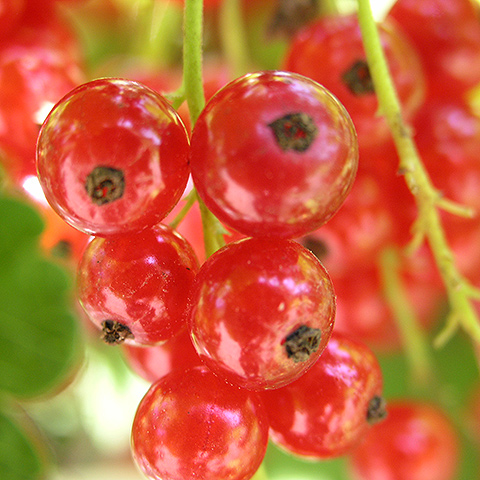 Clasificación y propiedades de la Grosella (Ribes rubrum)