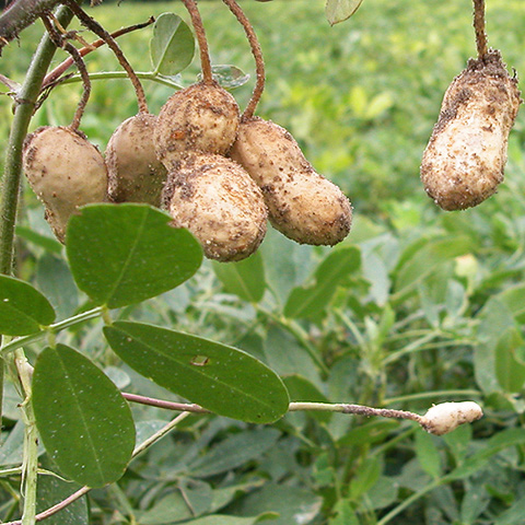 Clasificación y propiedades del Cacahuete (Arachis hypogaea)