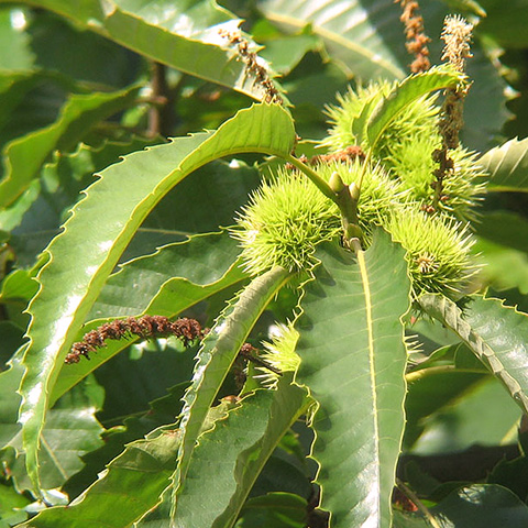 Clasificación y propiedades de la Castaña (Castanea sativa)