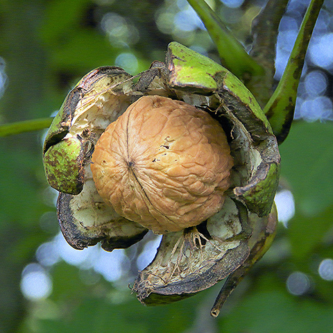 Nuez (Juglans regia)