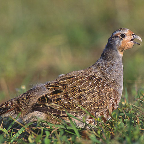 Clasificación y propiedades de la Perdiz (Perdix perdix)