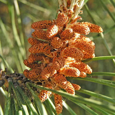 Clasificación y propiedades del Piñón (Pinus pinea)