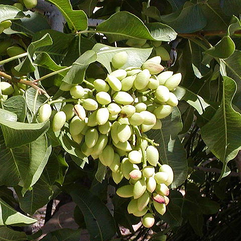 Clasificación y propiedades del Pistacho (Pistacia vera)