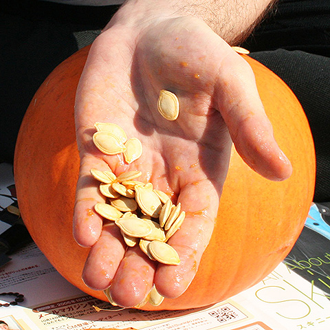 Clasificación y propiedades de las Semillas de Calabaza (Cucurbita )