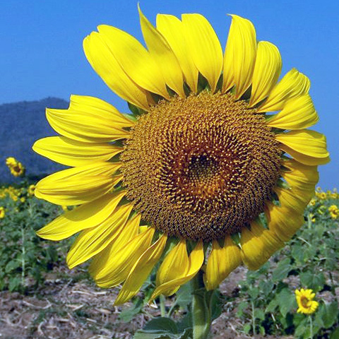 Clasificación y propiedades de las Semillas de Girasol (Helianthus annuus)