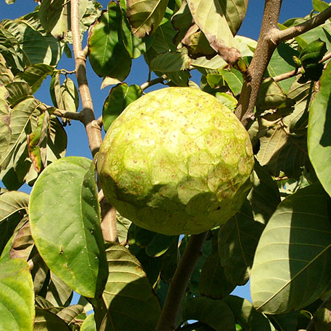 Clasificación y propiedades de la Chirimoya (Annona cherimola)