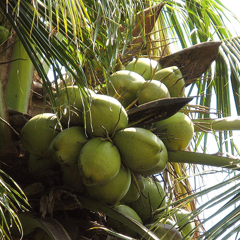 Clasificación y propiedades del Coco (Cocos nucifera)