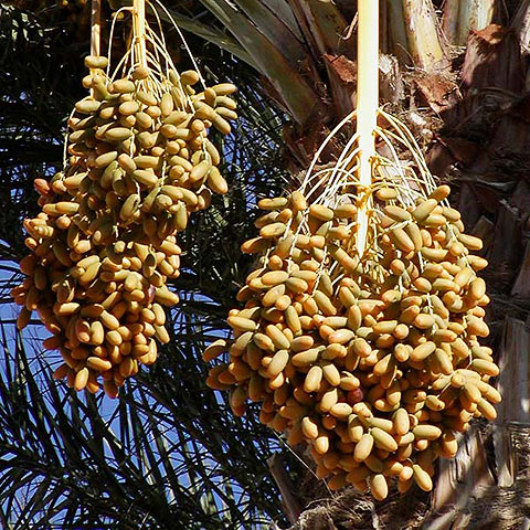 Clasificación y propiedades del Dátil (Phoenix dactylifera)