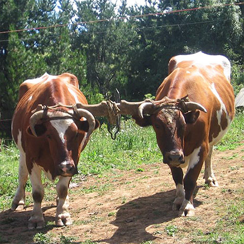 Buey (Bos taurus taurus) Buey (Bos taurus taurus)
