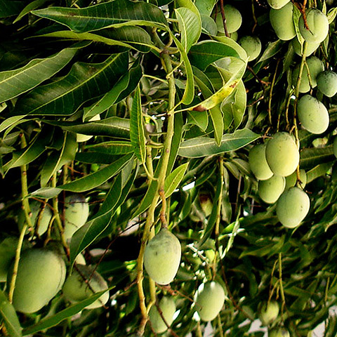 Clasificación y propiedades del Mango (Mangifera indica)