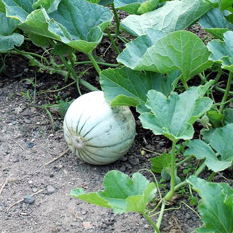 Clasificación y propiedades del Melón (Cucumis melo)