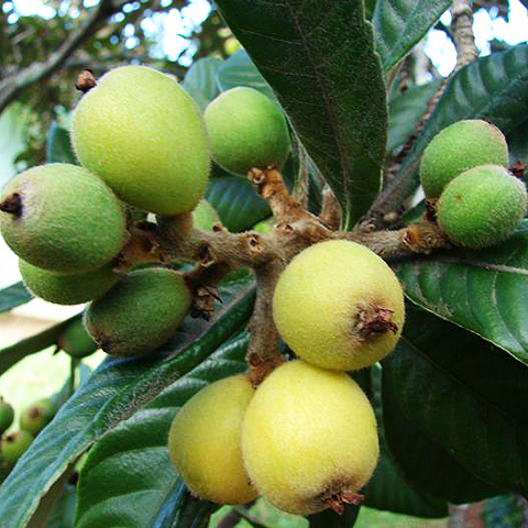 Clasificación y propiedades del Níspero (Eriobotrya japonica)