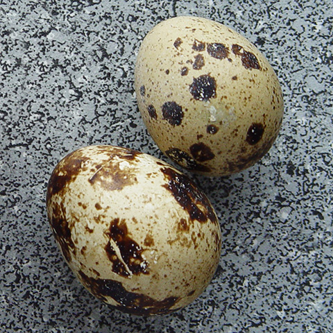 Huevos de Codorniz (Coturnix coturnix)