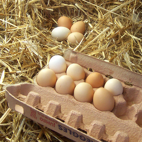 Clasificación y propiedades de los De Gallina (Gallus gallus domesticus)