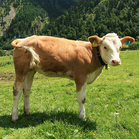 Clasificación y propiedades de la Ternera (Bos taurus taurus) Clasificación y propiedades de la Ternera (Bos taurus taurus)