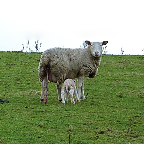 Clasificación y propiedades de los De Oveja (Ovis orientalis aries)