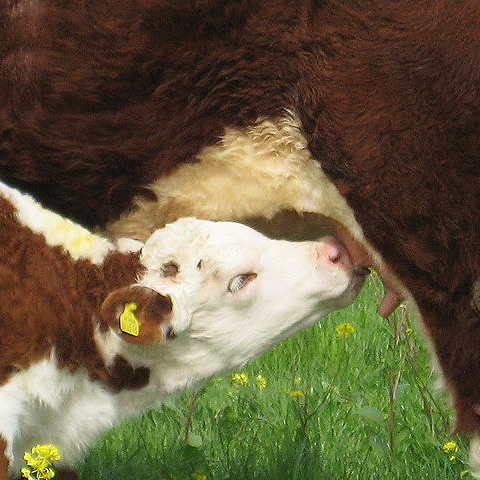 Clasificación y propiedades de los De Vaca (Bos taurus taurus ) Clasificación y propiedades de los De Vaca (Bos taurus taurus )