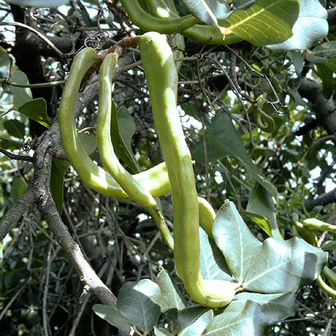 Clasificación y propiedades de la Algarroba (Ceratonia siliqua)