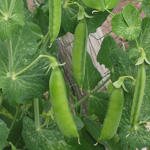 Clasificación y propiedades del Guisante (Pisum sativum) Clasificación y propiedades del Guisante (Pisum sativum)