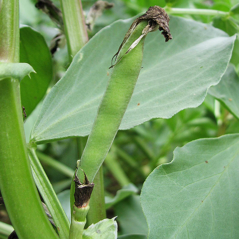 Clasificación y propiedades del Haba (Vicia faba)