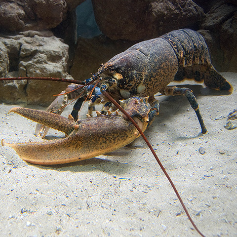 Clasificación y propiedades del Bogavante (Homarus gammarus)