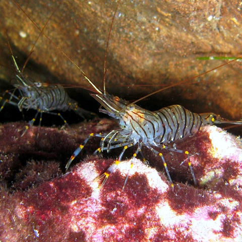 Clasificación y propiedades del Camarón (Palaemon serratus)