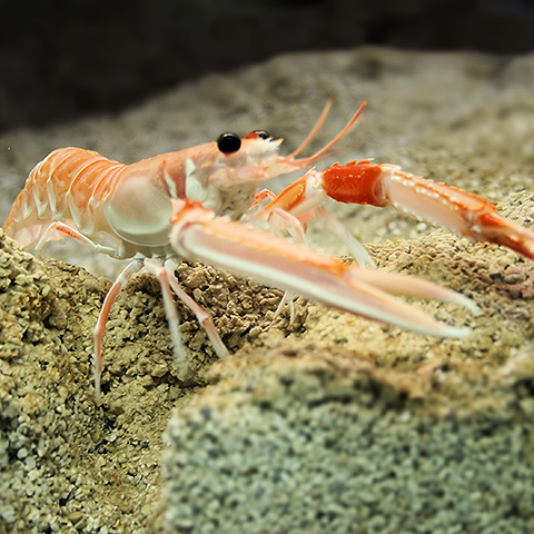 Clasificación y propiedades de la Cigala (Nephrops norvegicus)