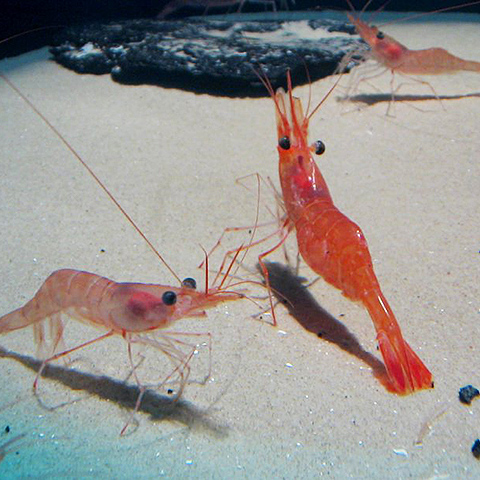 Clasificación y propiedades de la Gamba (Parapenaeus longirostris)