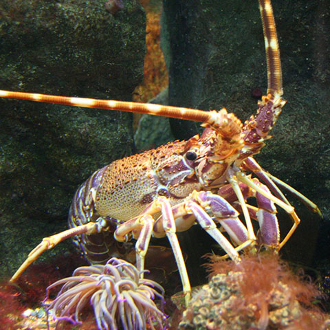 Clasificación y propiedades de la Langosta (Palinurus elephas)