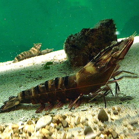 Clasificación y propiedades del Langostino (Penaeus monodon) Clasificación y propiedades del Langostino (Penaeus monodon)