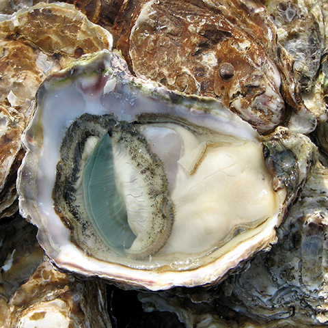 Clasificación y propiedades de la Ostra (Ostrea edulis)