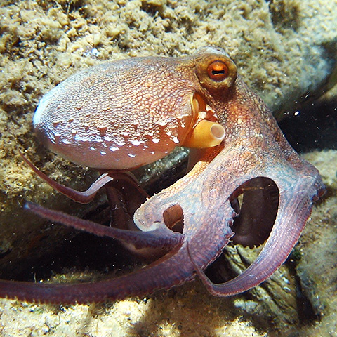 Clasificación y propiedades del Pulpo (Octopus vulgaris)