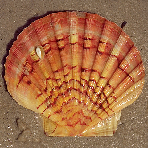 Clasificación y propiedades de la Vieira (Pecten jacobaeus) Clasificación y propiedades de la Vieira (Pecten jacobaeus)