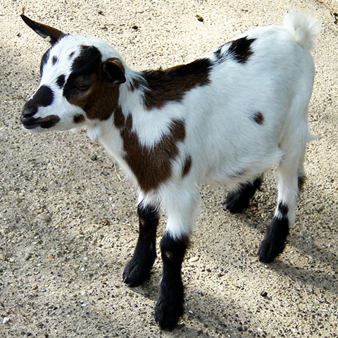 Clasificación y propiedades del Cabrito (Capra aegagrus hircus) Clasificación y propiedades del Cabrito (Capra aegagrus hircus)
