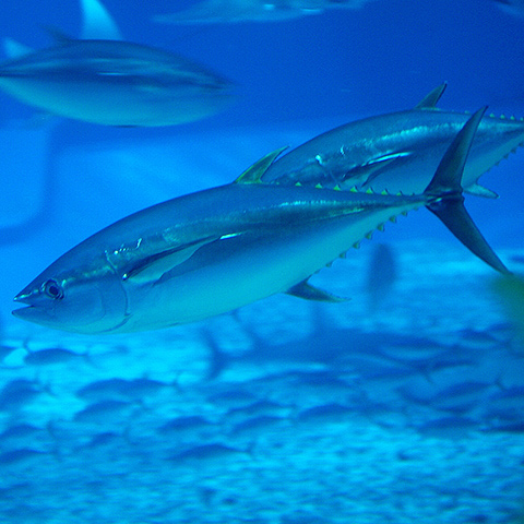 Clasificación y propiedades del Atún (Thunnus albacares)