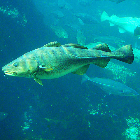 Clasificación y propiedades del Bacalao (Gadus morhua)