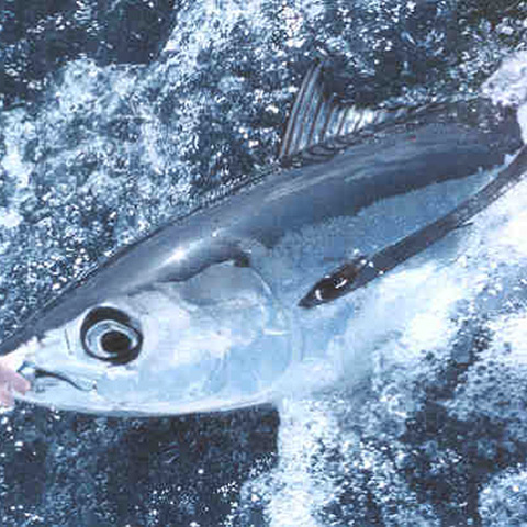 Clasificación y propiedades del Bonito (Thunnus alalunga)