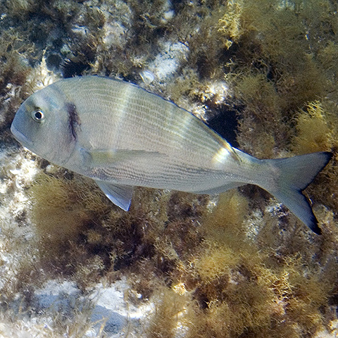 Clasificación y propiedades de la Dorada (Sparus aurata)