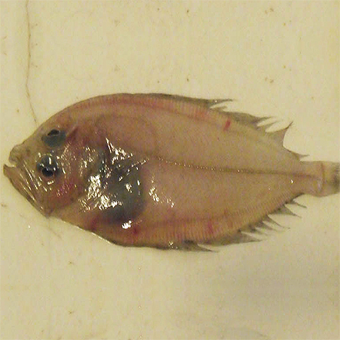 Clasificación y propiedades del Gallo (Lepidorhombus whiffiagonis) Clasificación y propiedades del Gallo (Lepidorhombus whiffiagonis)